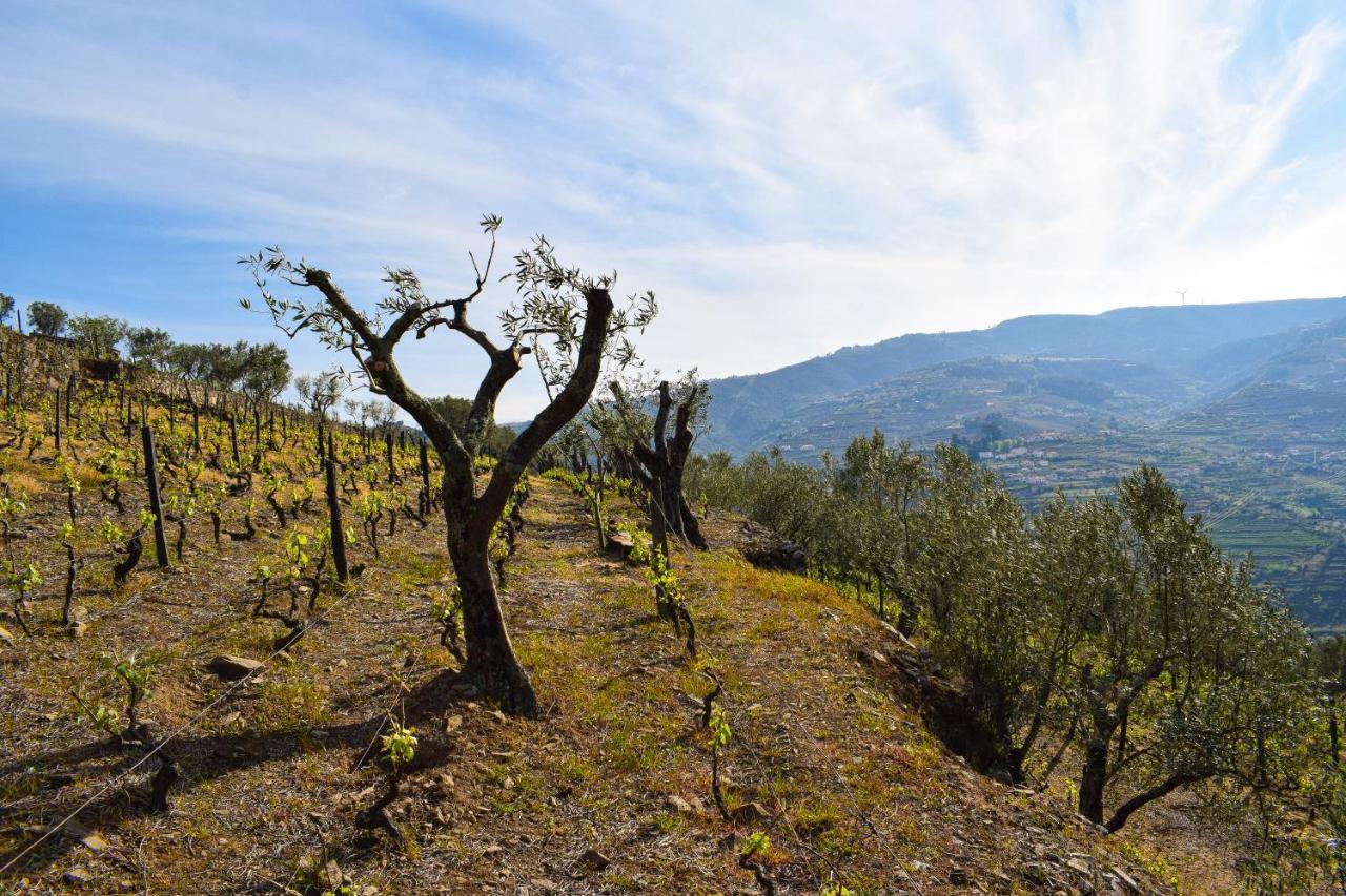 Quinta Dos Padrinhos - Suites In The Heart Of The Douro Lamego Eksteriør billede