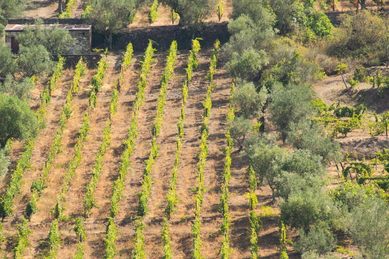 Quinta Dos Padrinhos - Suites In The Heart Of The Douro Lamego Eksteriør billede